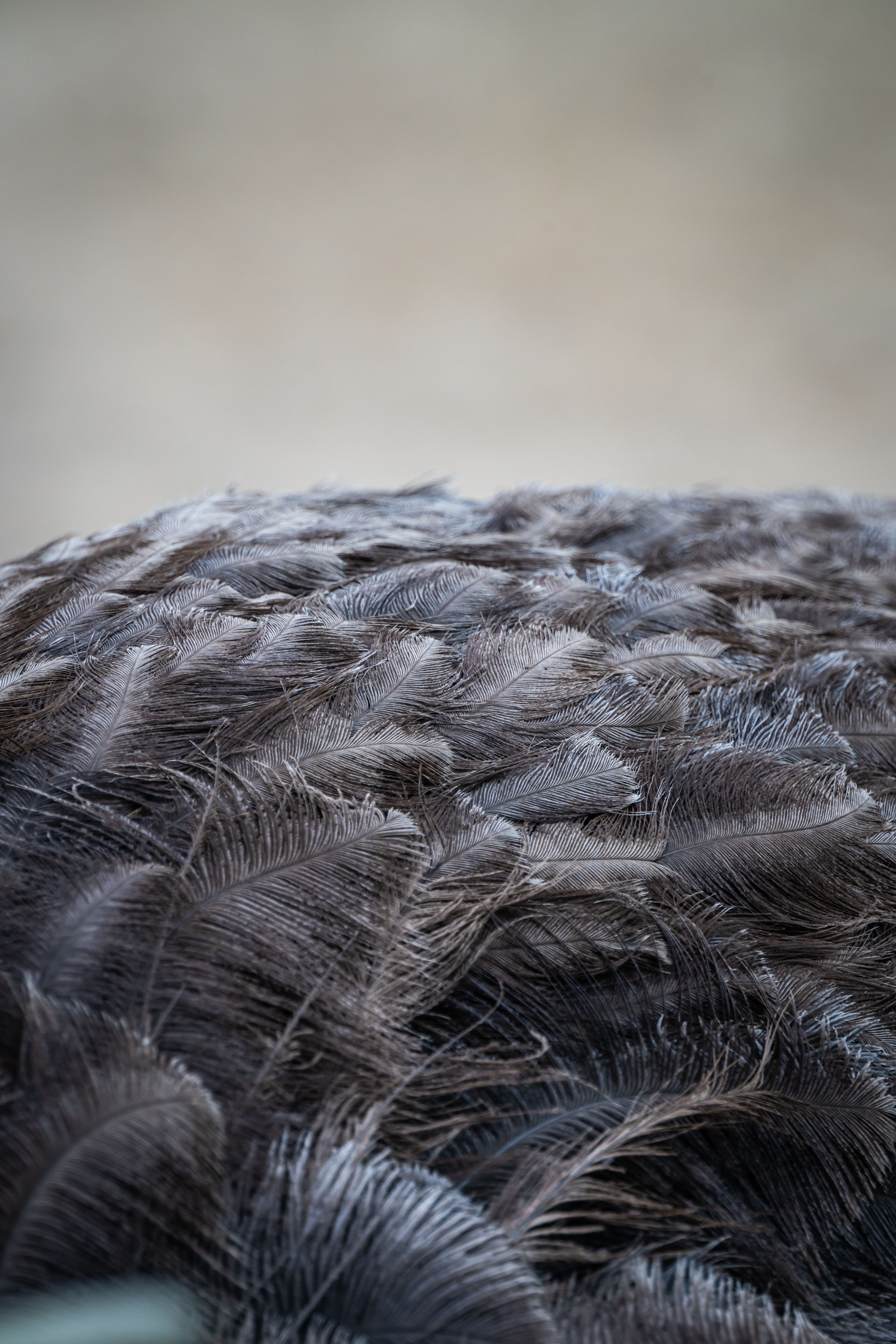 Ostrich Feathers