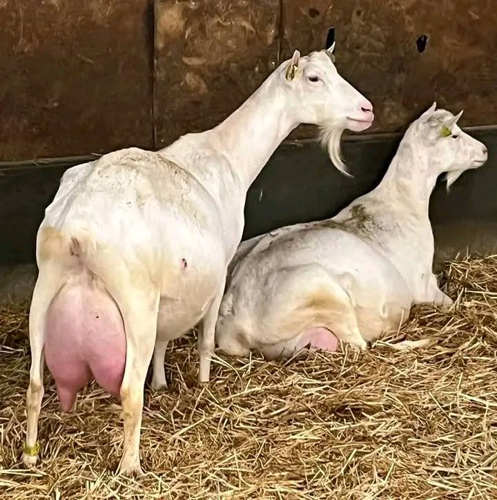 Saanen Goat