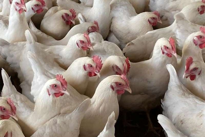 Broiler chickens - Ready For Meat