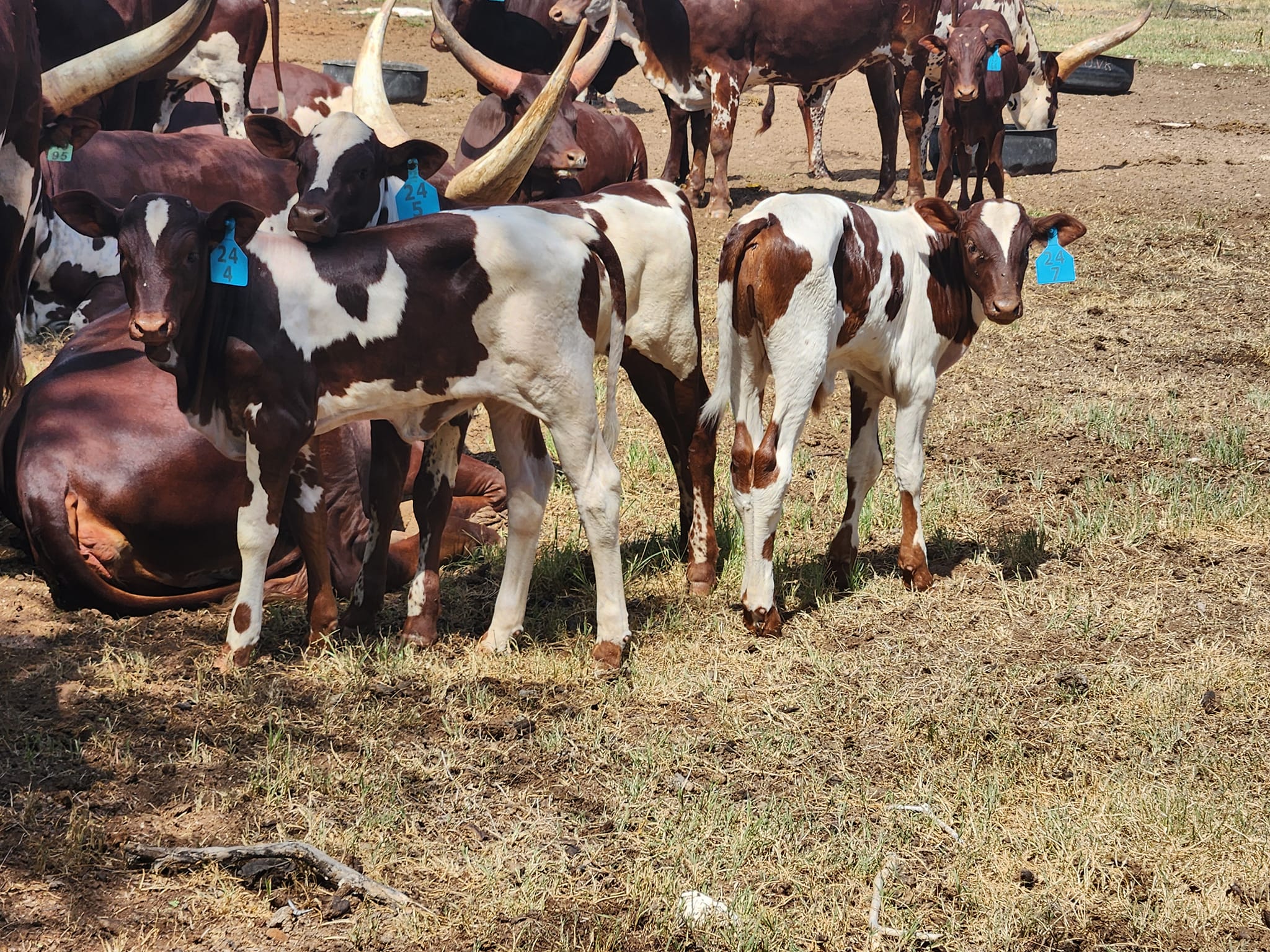 Ankole Cattle
