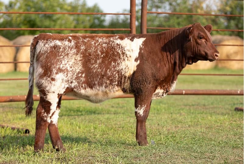 Shorthorn Cattle
