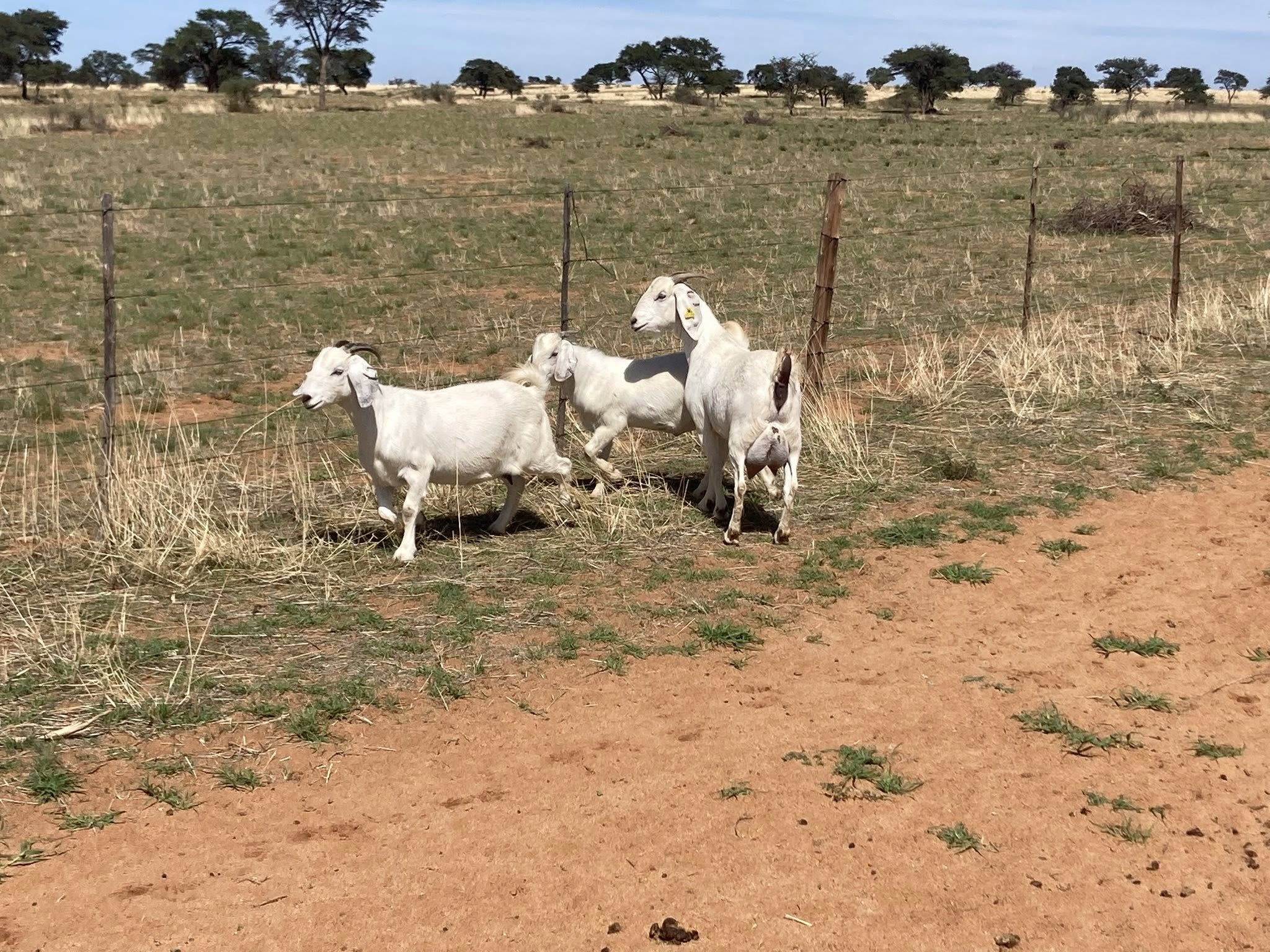 Savanna Goat