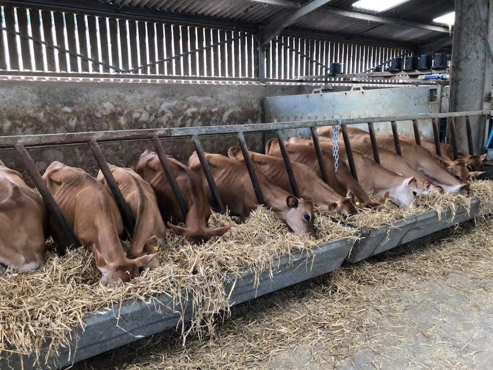 Jersey Dairy Cow