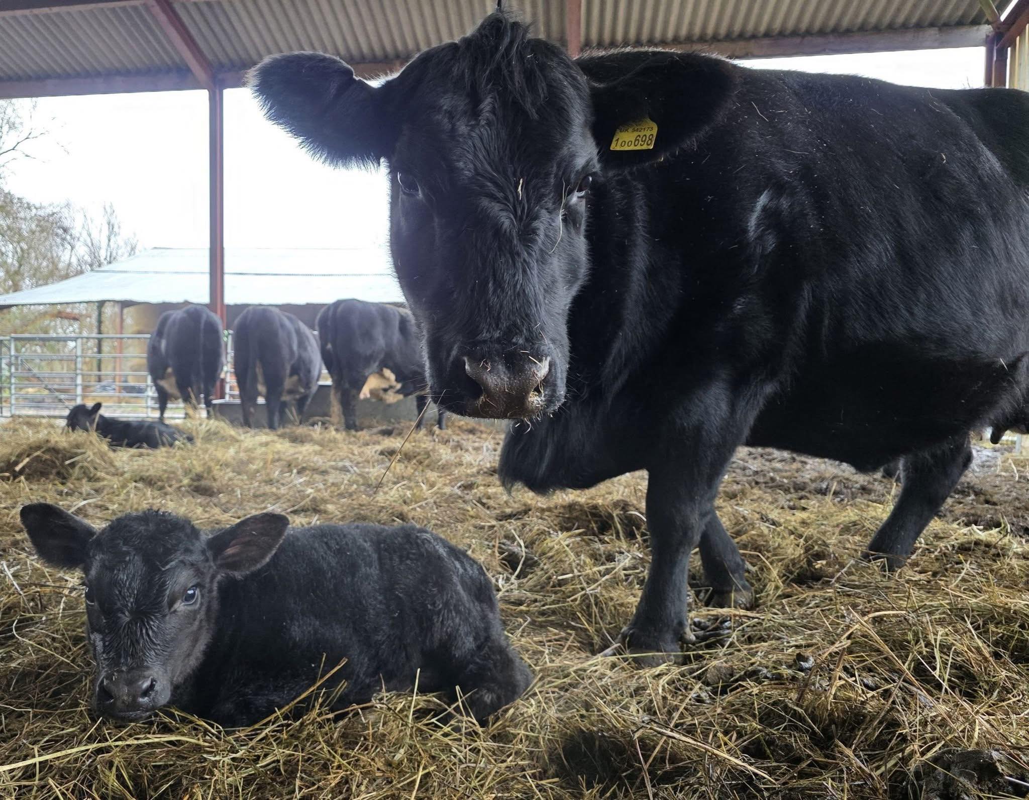 Black Angus Beef Cattle