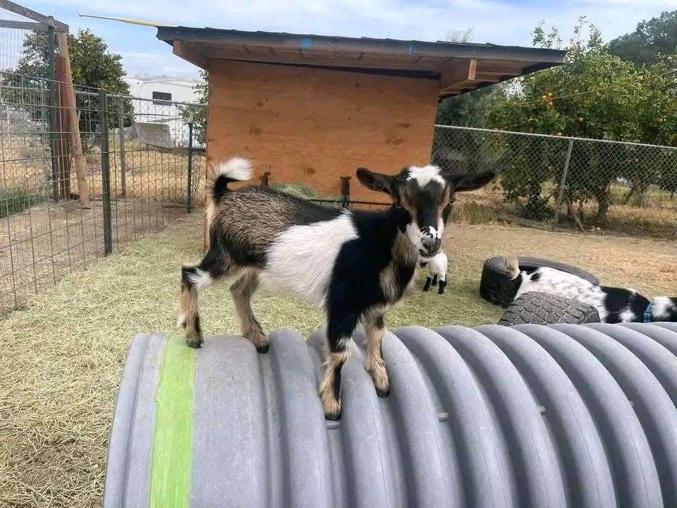 Dwarf Goat