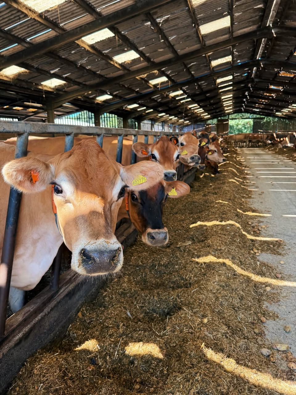Jersey Dairy Cow