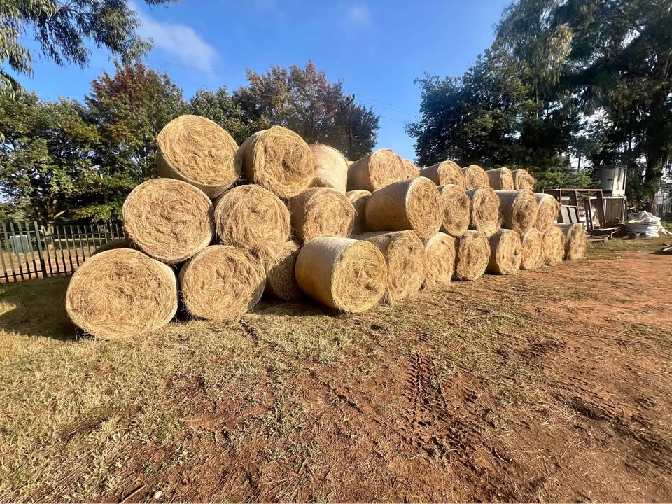Grass Hay