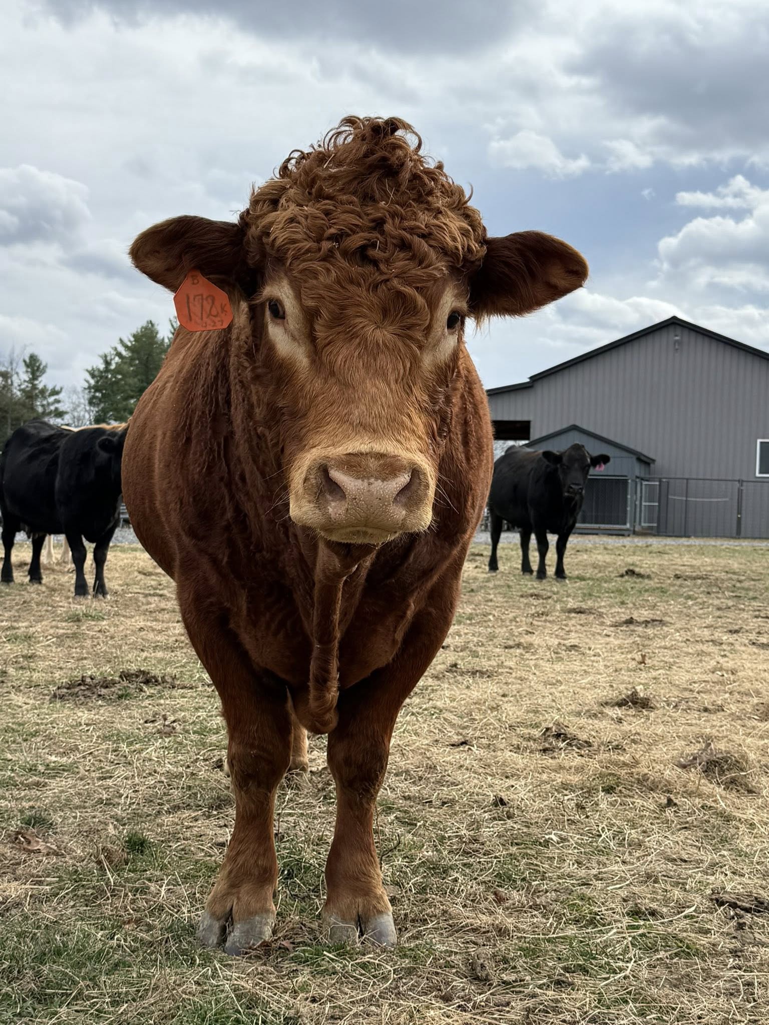 Limousin Cattle
