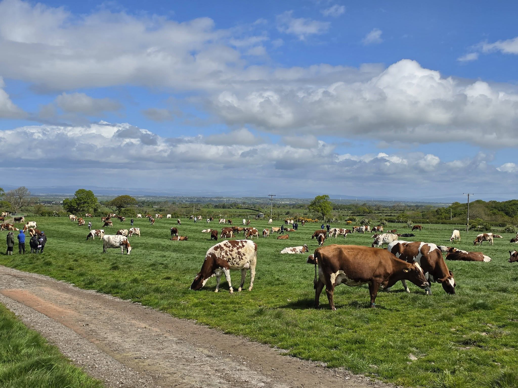 Premium Ayrshire Dairy Cattle
