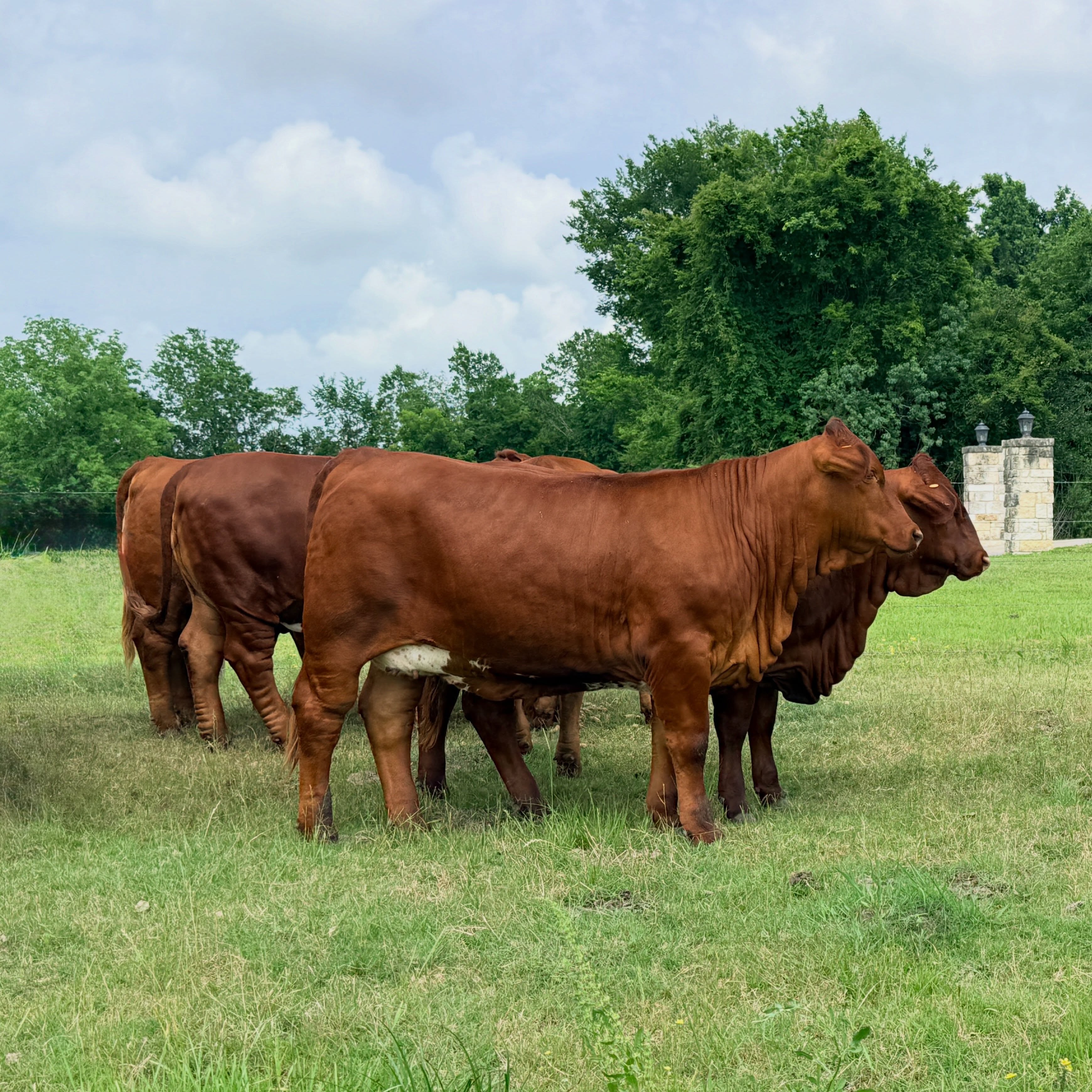 Beefmaster Cattle