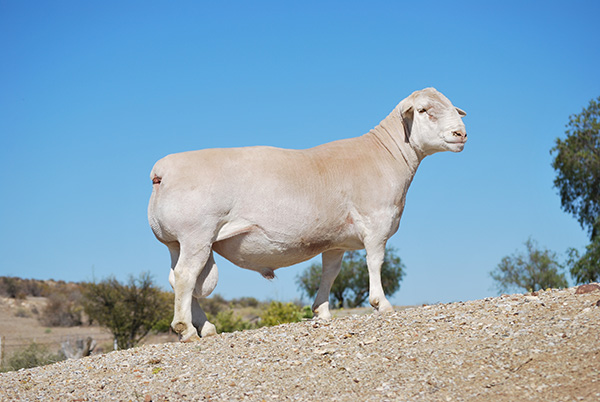 White Dorper Sheep