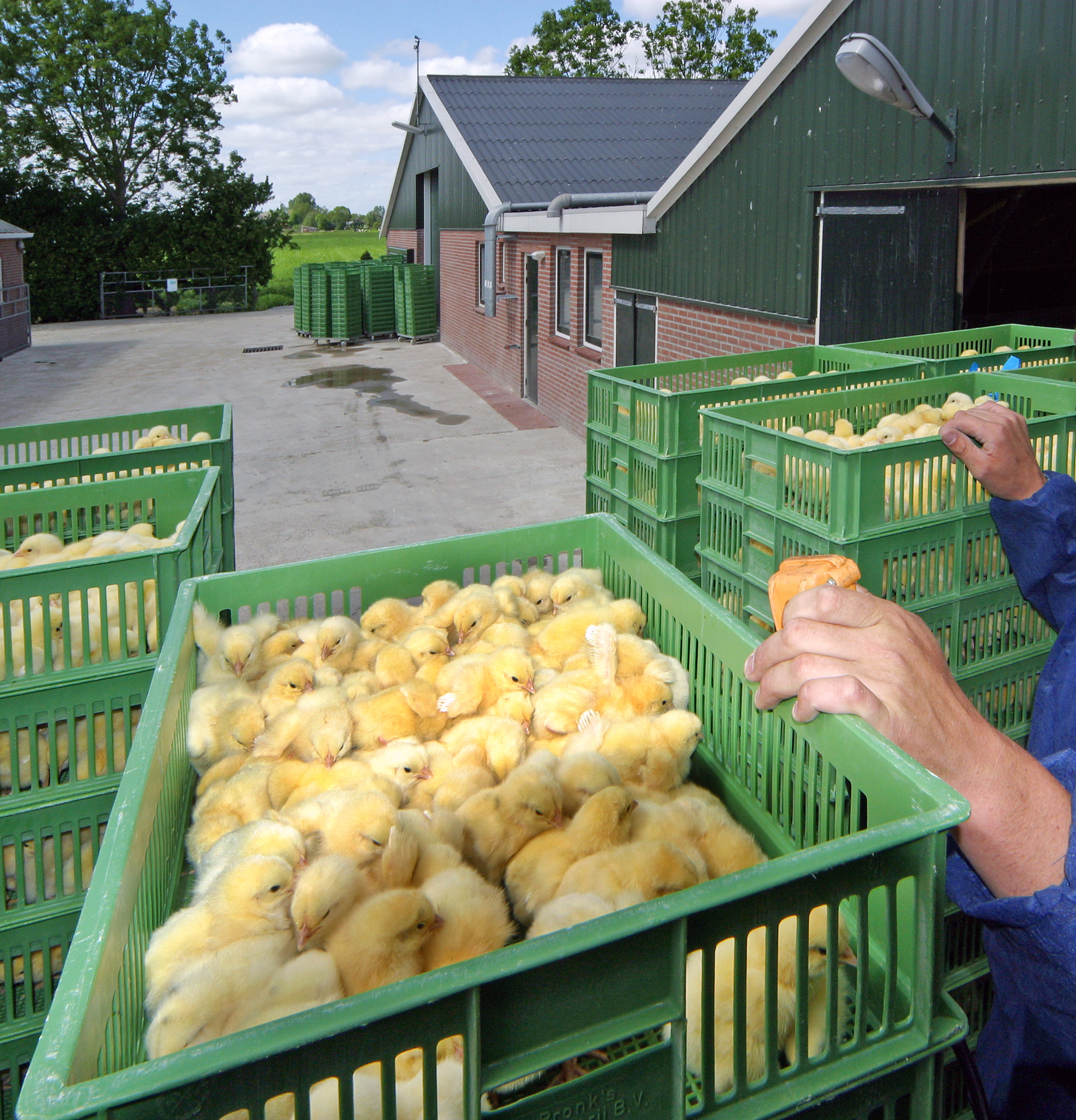 Premium Broiler Hatching Eggs