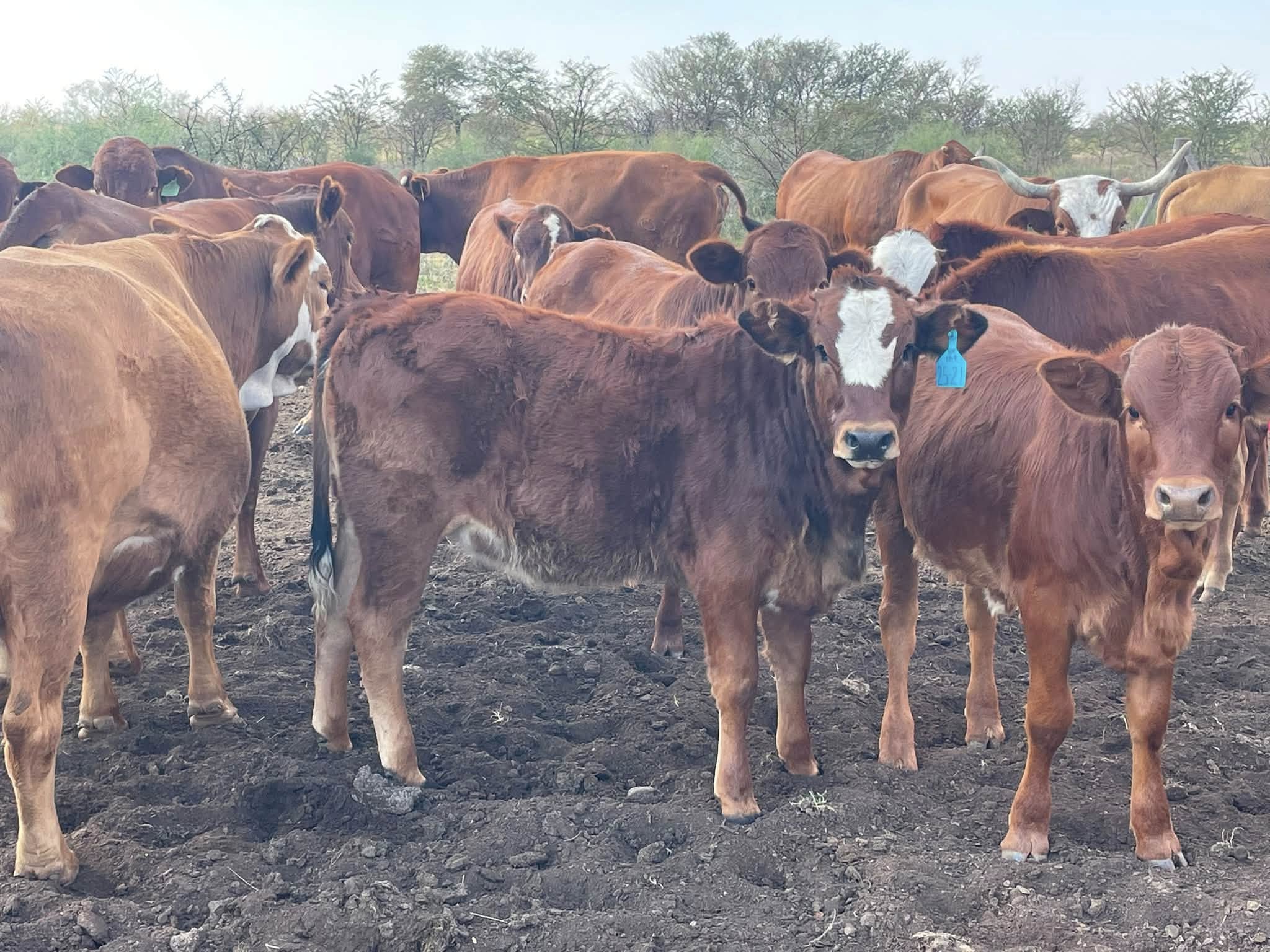 Afrikaner Cattle