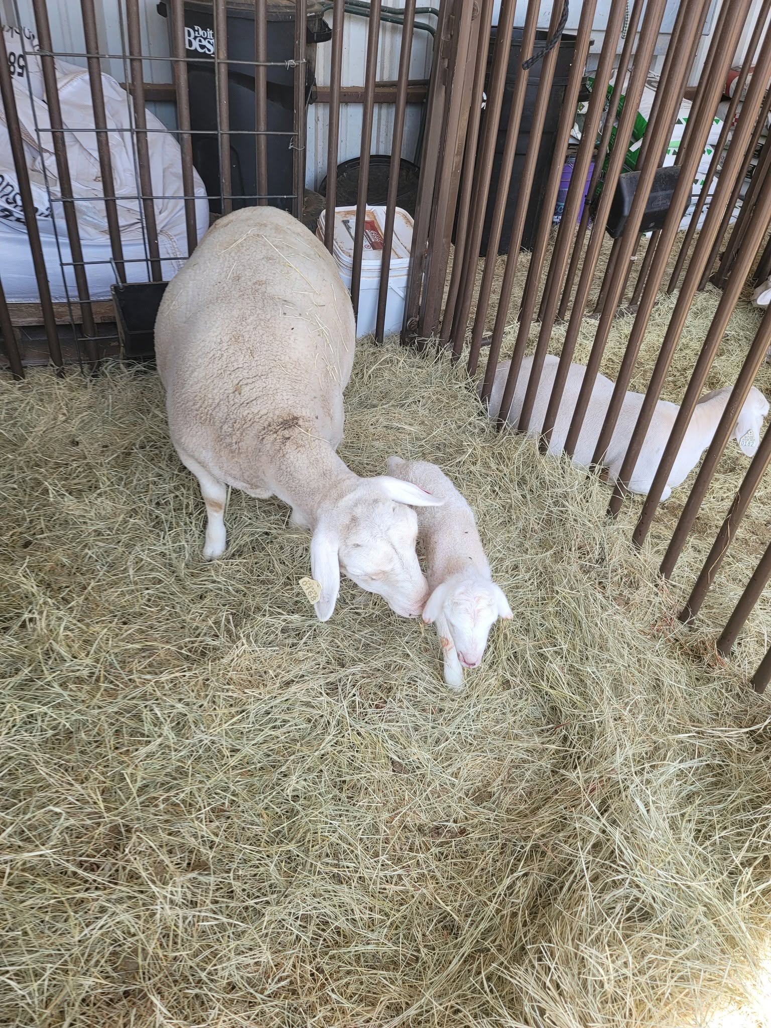 Hampshire Sheep