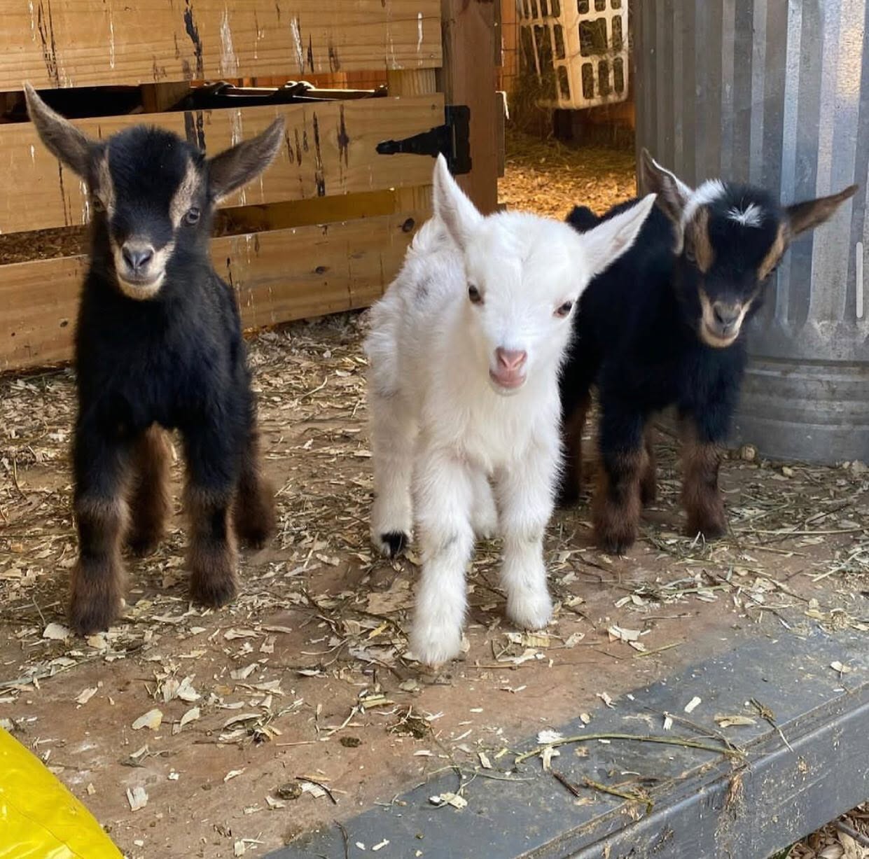 Pygmy Goat