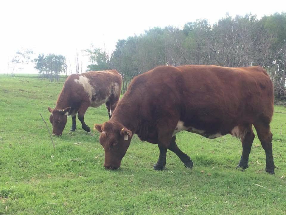 Shorthorn Cattle