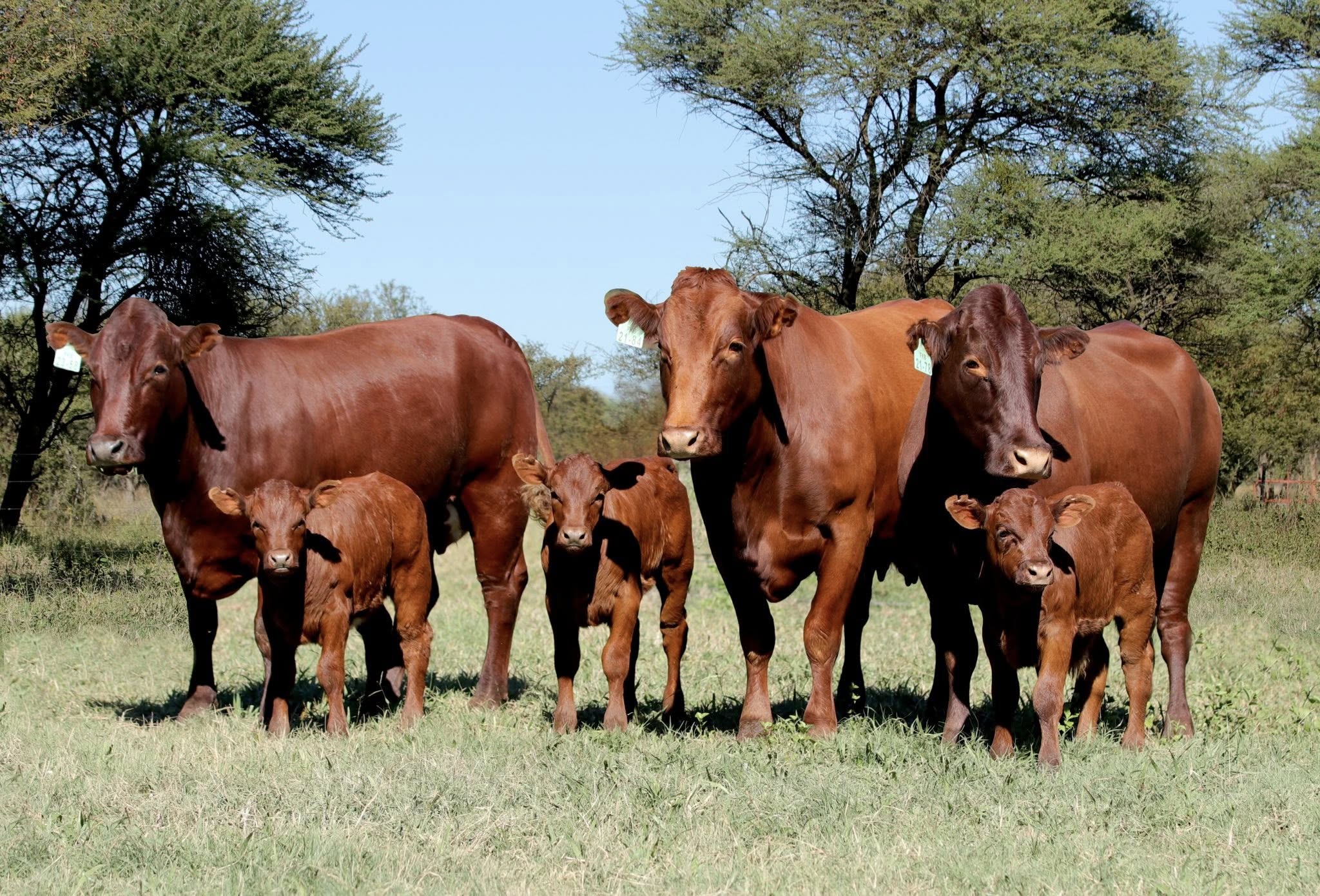 Bonsmara Cattle
