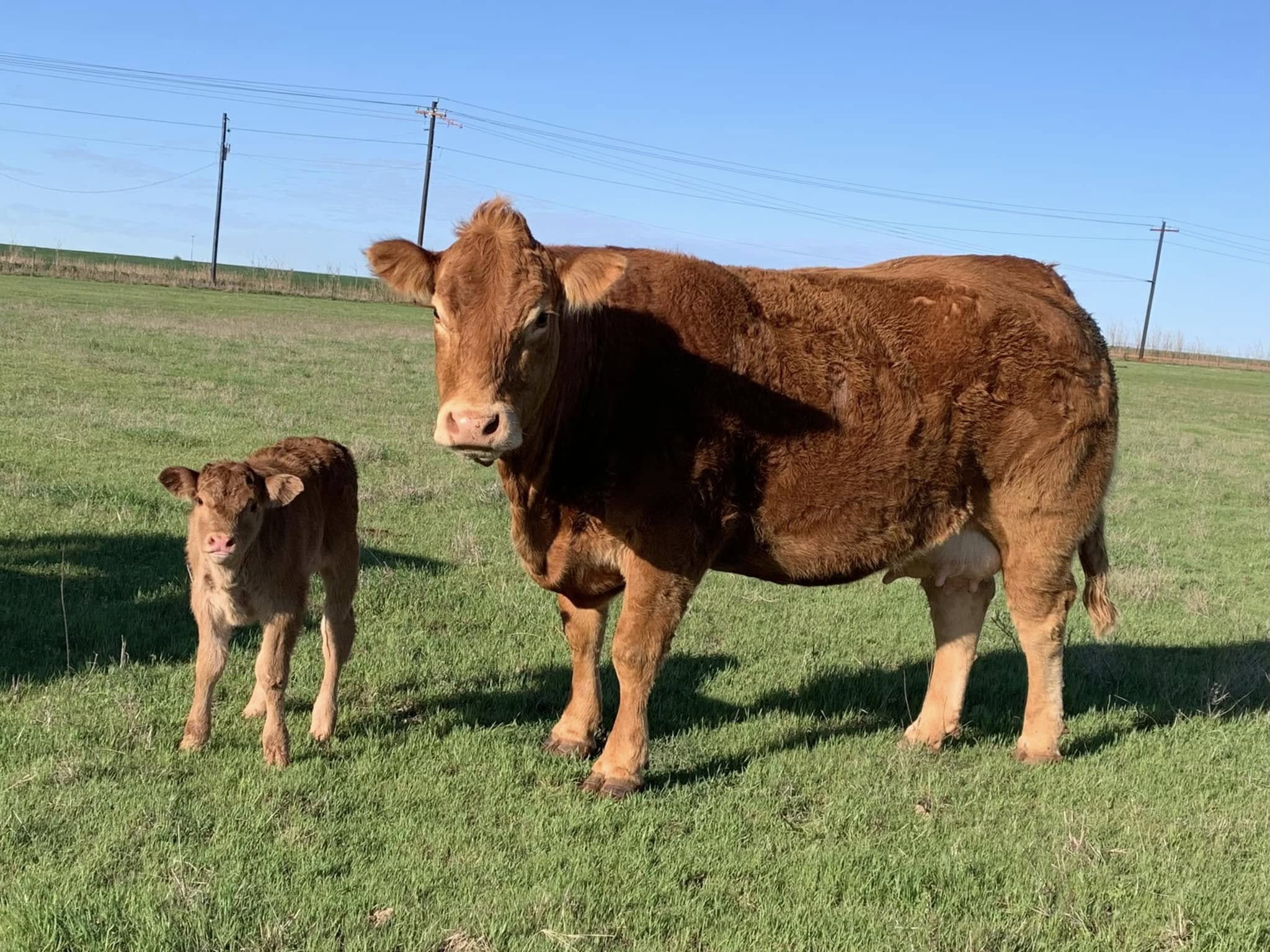 Limousin Cattle