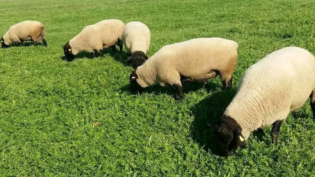 Suffolk Sheep