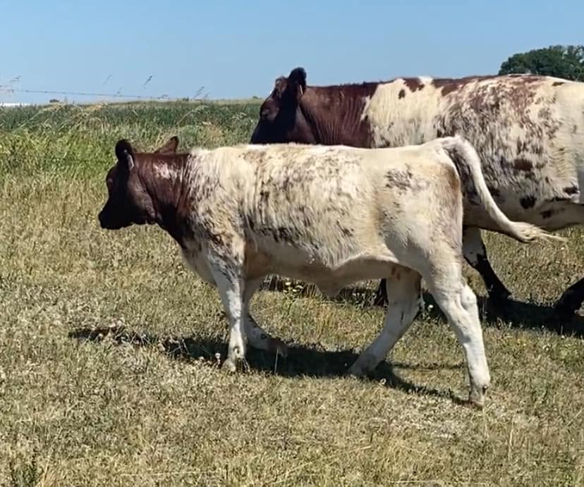 Shorthorn Cattle