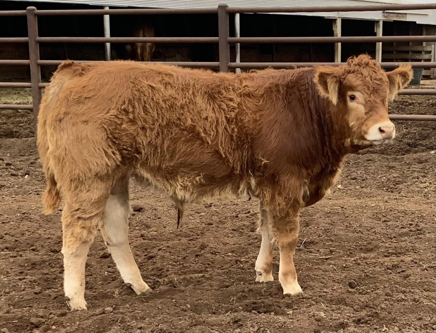 Limousin Cattle