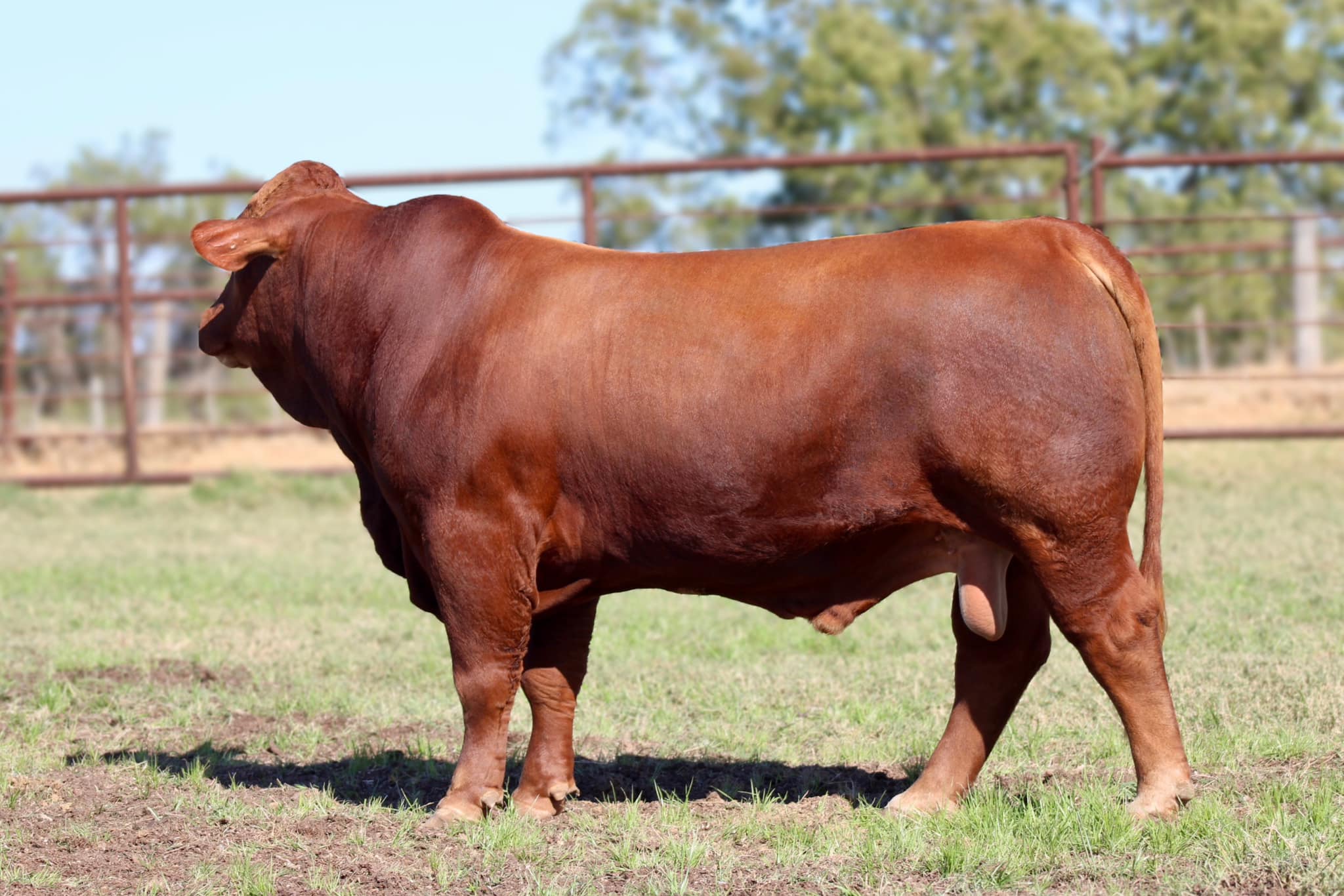 Beefmaster Cattle
