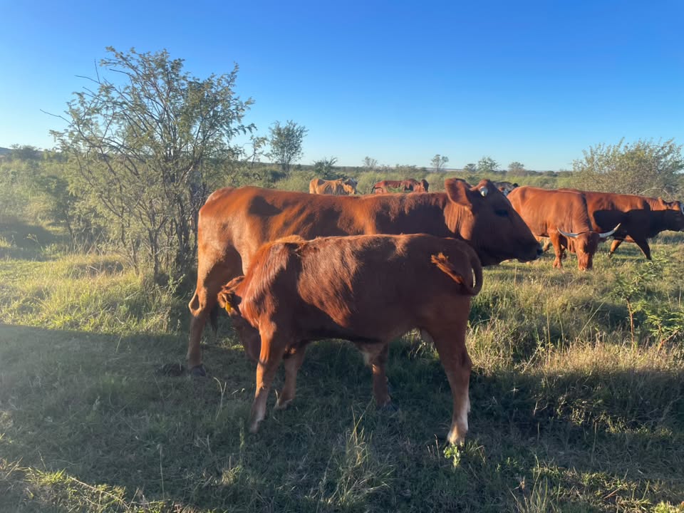 Afrikaner Cattle