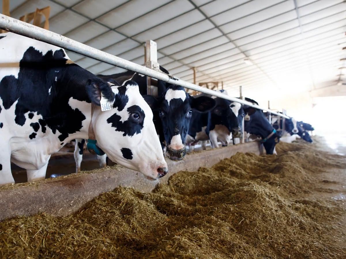 Holstein Dairy Cow