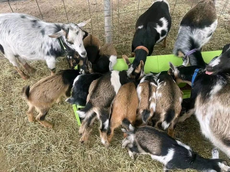 Dwarf Goat