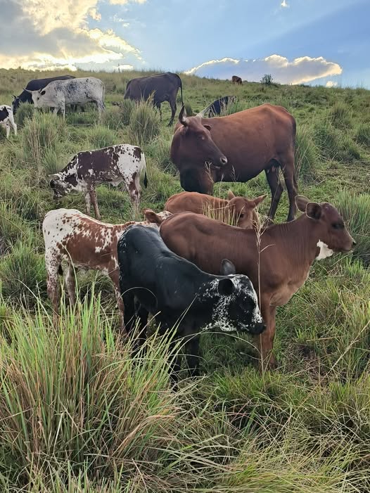 Nguni Cattle