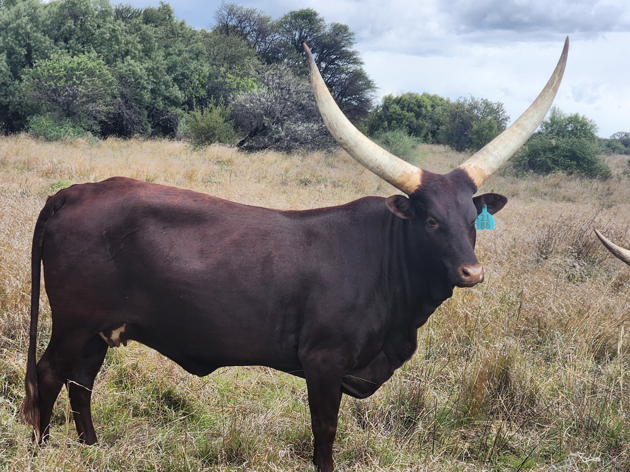 Ankole Cattle