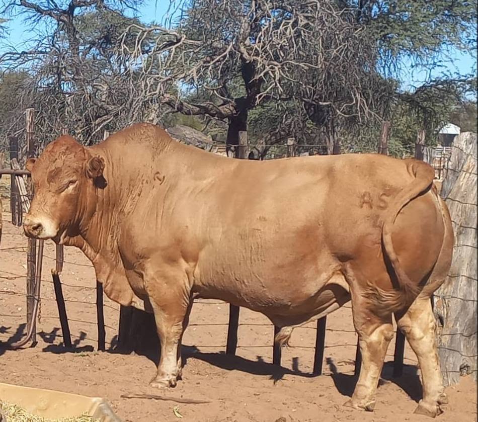 Tuli Cattle