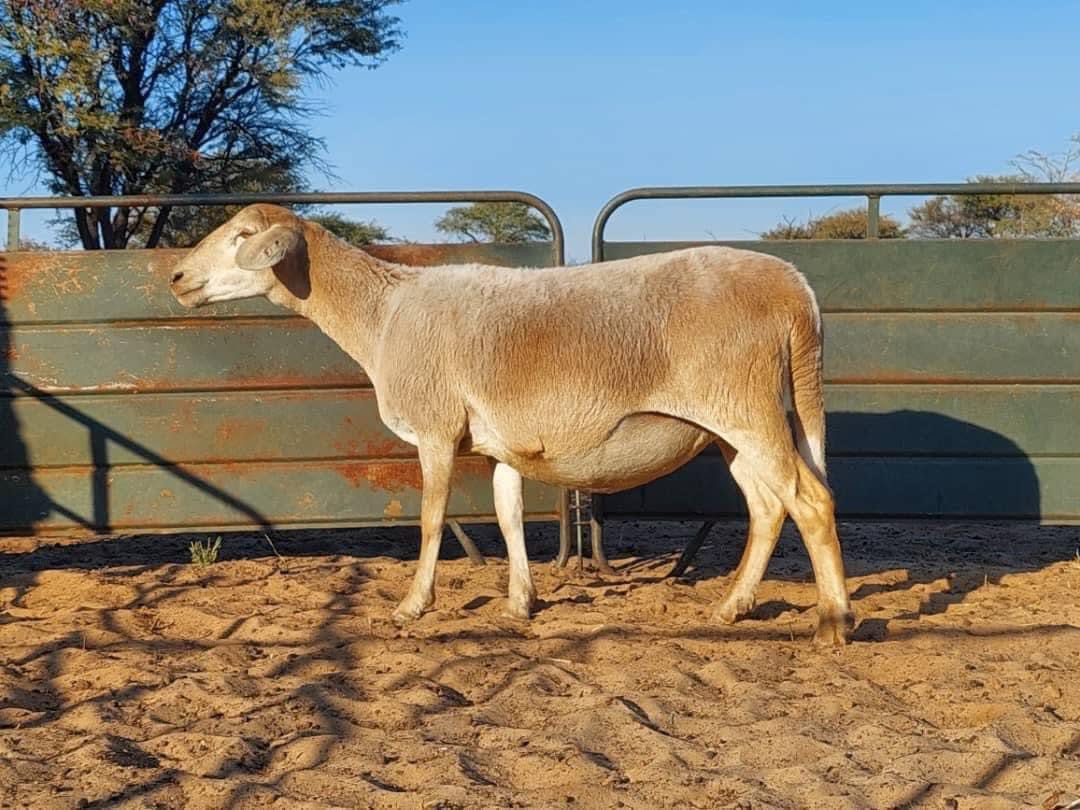 Meatmaster Sheep