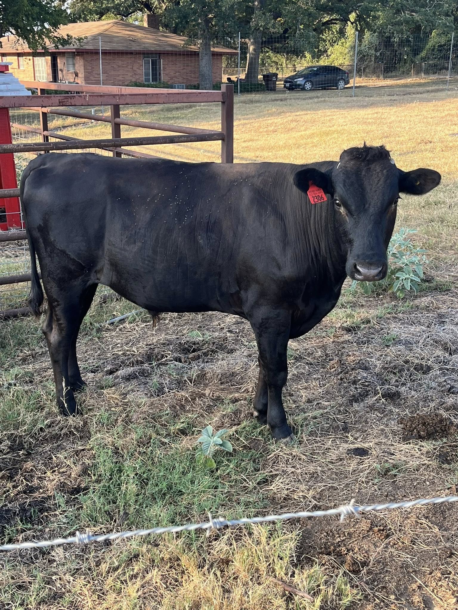 Wagyu Beef Cattle
