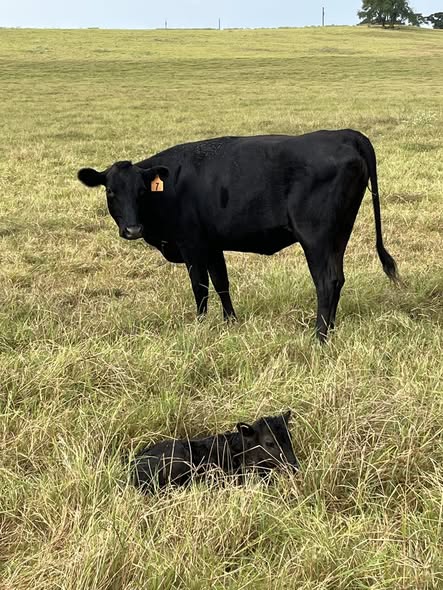 Wagyu Beef Cattle