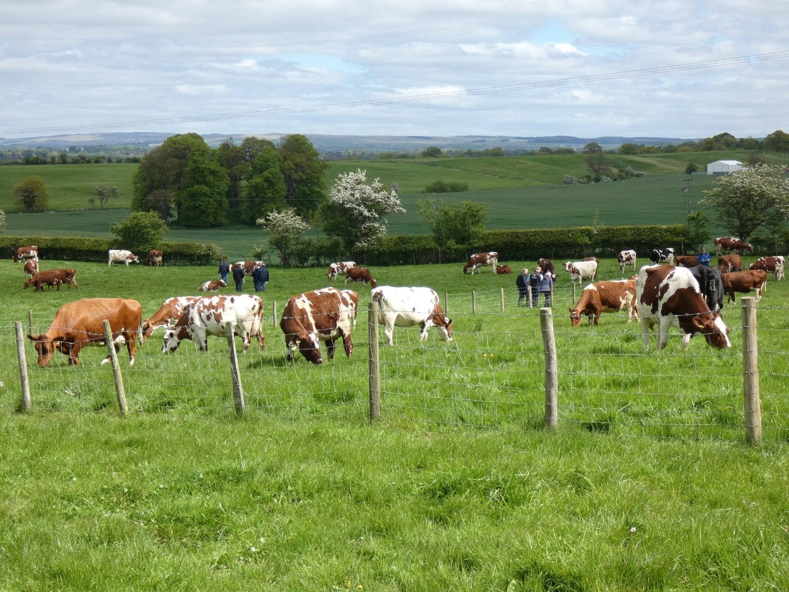 Premium Ayrshire Dairy Cattle
