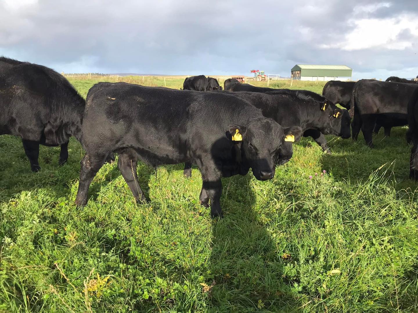 Black Angus Beef Cattle