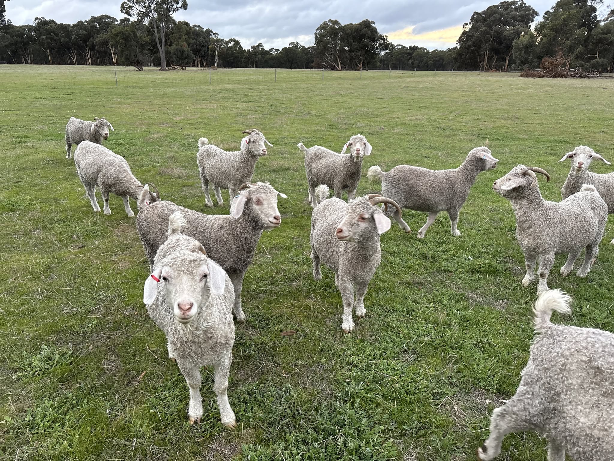 Angora Goat